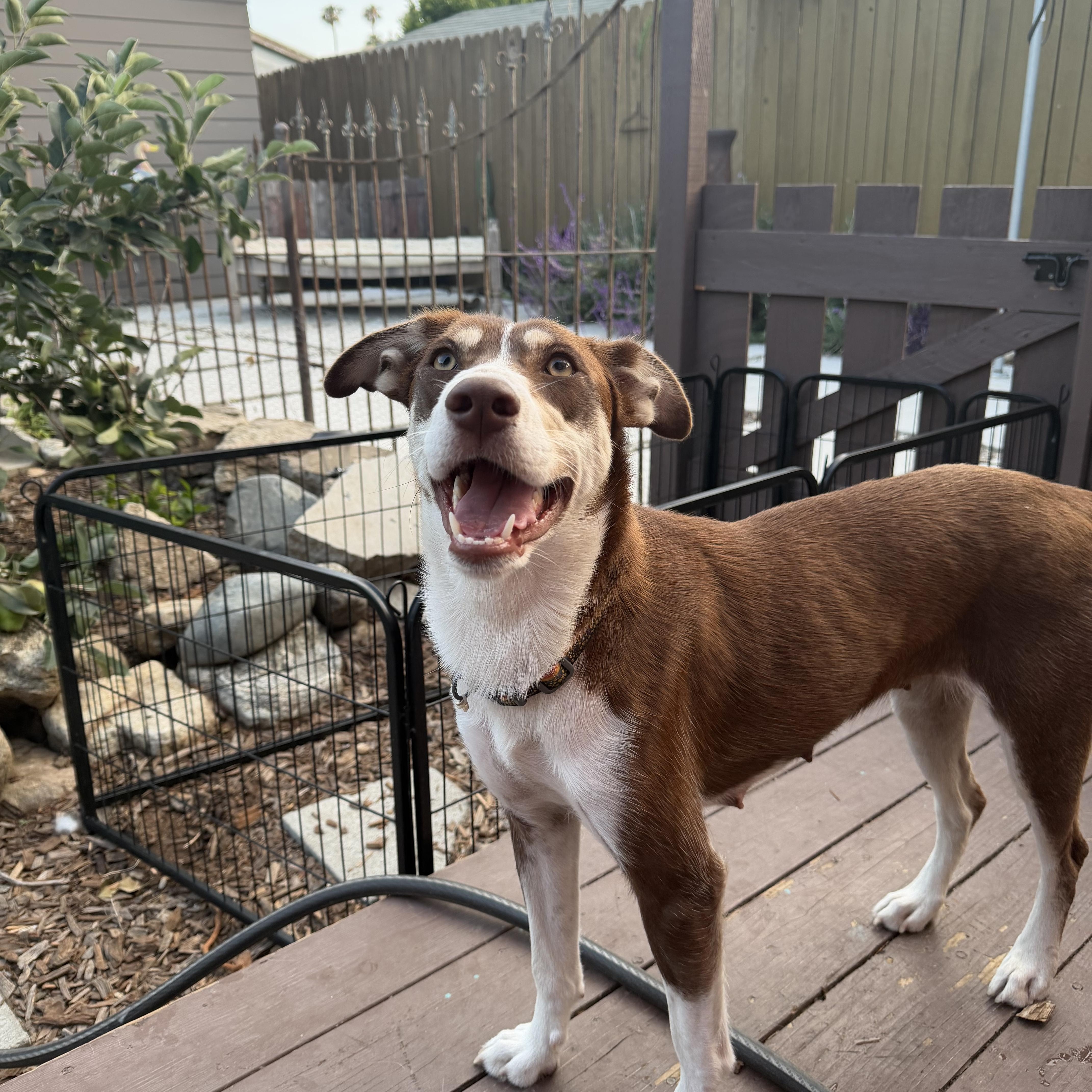 Nena (Please read), ADOPTABLE, Adult Female Husky.