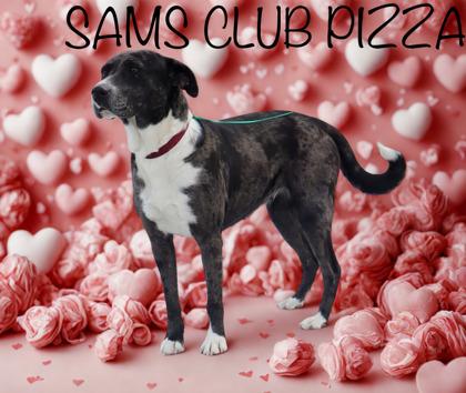 Sam`s Club Pizza, Adoptable, Adult Female Catahoula Leopard Dog & Mixed Breed.