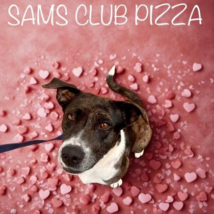 Enlarge Sam`s Club Pizza, a Adoptable mixed breed in Longview, TX image 2/2
