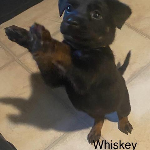 Enlarge Whiskey, a ADOPTABLE mixed breed in Rochester, NY image 6/6