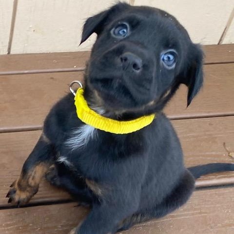 Enlarge Whiskey, a ADOPTABLE mixed breed in Rochester, NY image 1/6