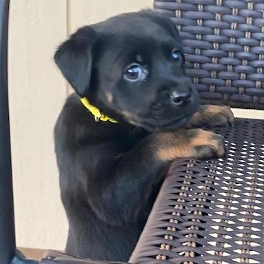 Enlarge Whiskey, a ADOPTABLE mixed breed in Rochester, NY image 2/6