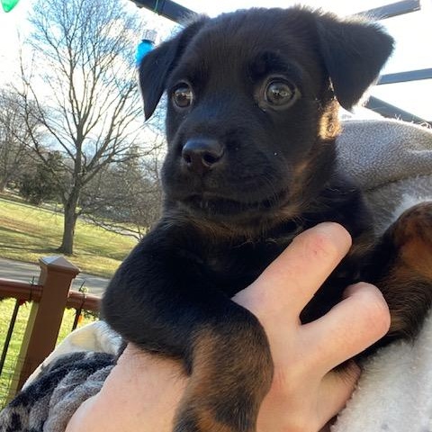 Enlarge Whiskey, a ADOPTABLE mixed breed in Rochester, NY image 3/6