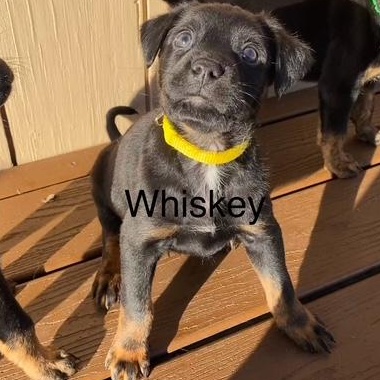 Enlarge Whiskey, a ADOPTABLE mixed breed in Rochester, NY image 5/6