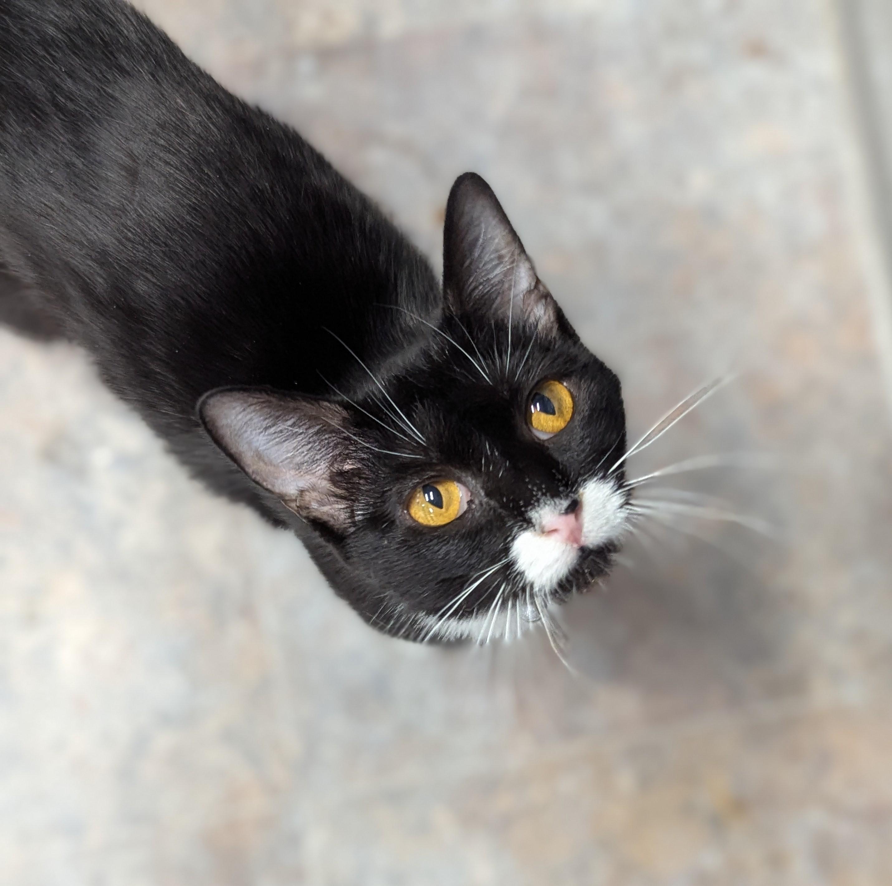 Enlarge Mika, a ADOPTABLE Domestic Short Hair in Grand Rapids, MI image 4/6