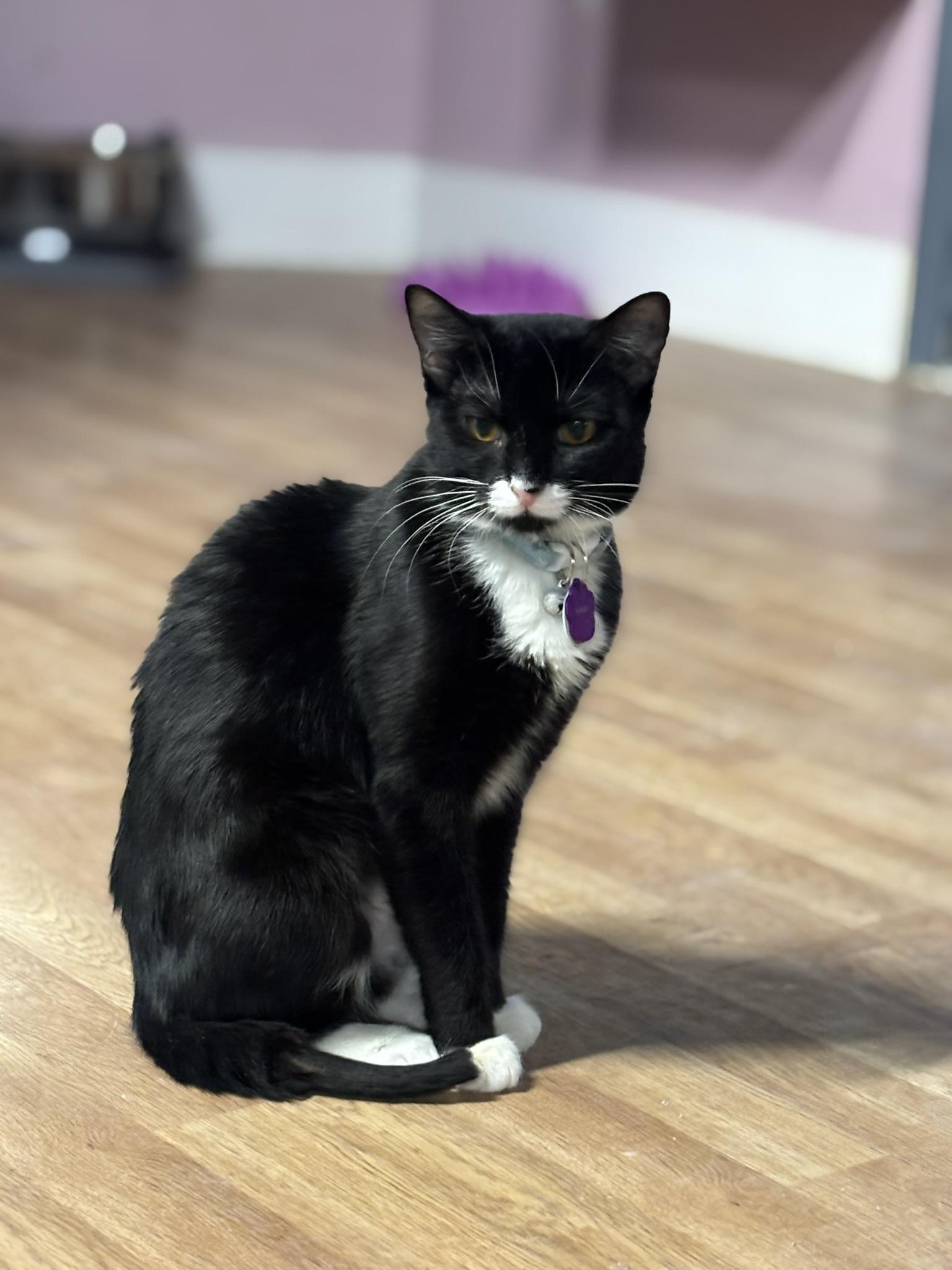 Enlarge Mika, a ADOPTABLE Domestic Short Hair in Grand Rapids, MI image 5/6