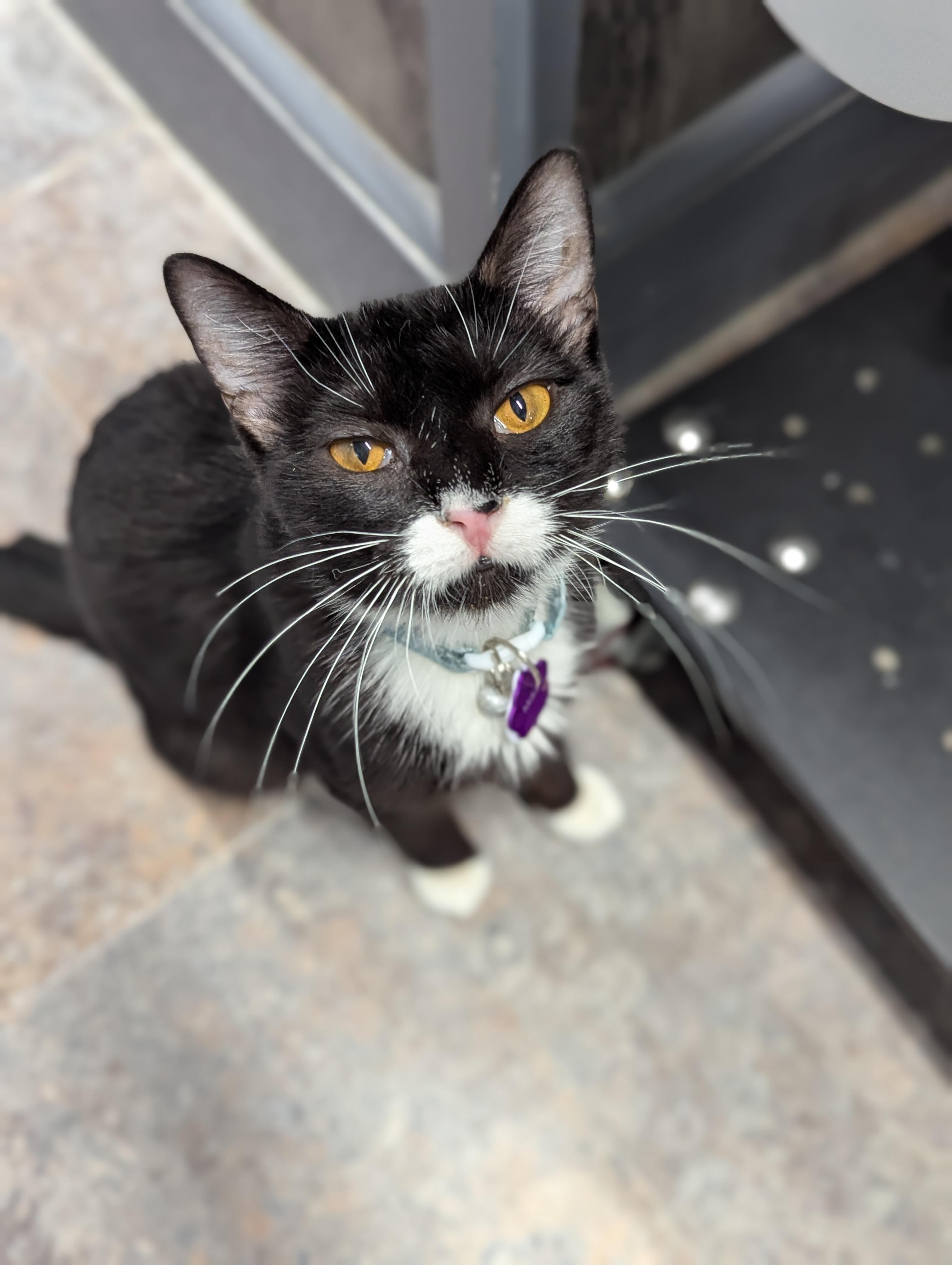 Enlarge Mika, a ADOPTABLE Domestic Short Hair in Grand Rapids, MI image 2/6