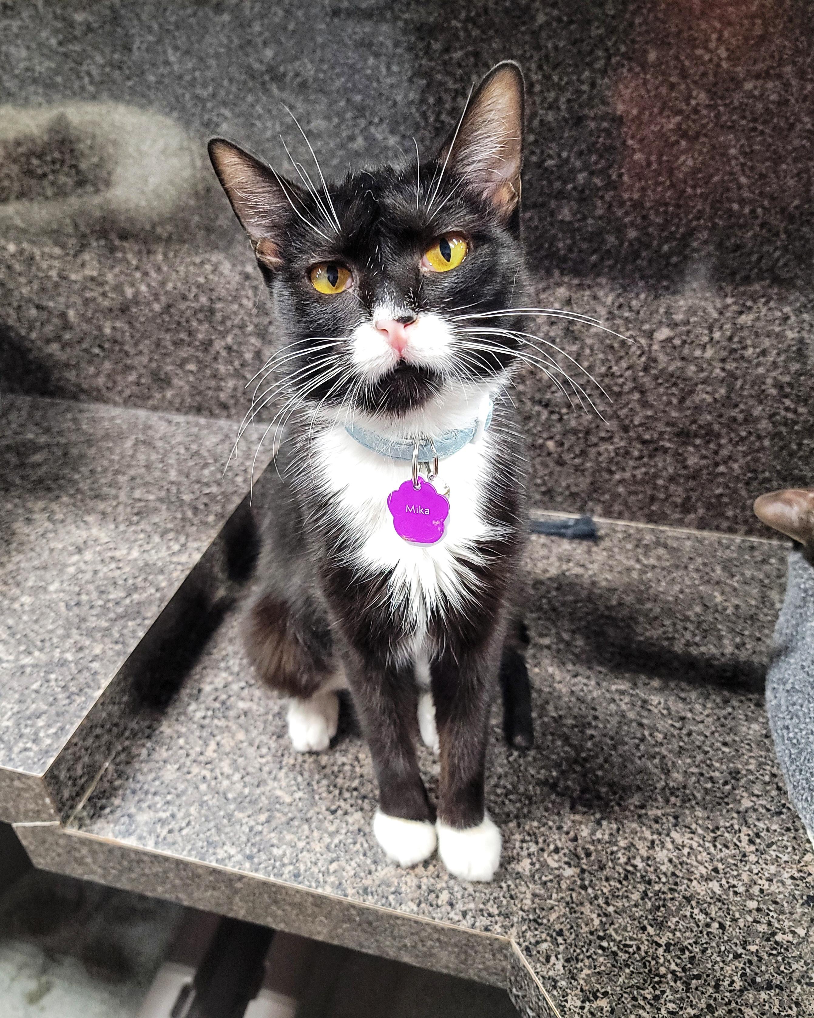 Enlarge Mika, a ADOPTABLE Domestic Short Hair in Grand Rapids, MI image 1/6