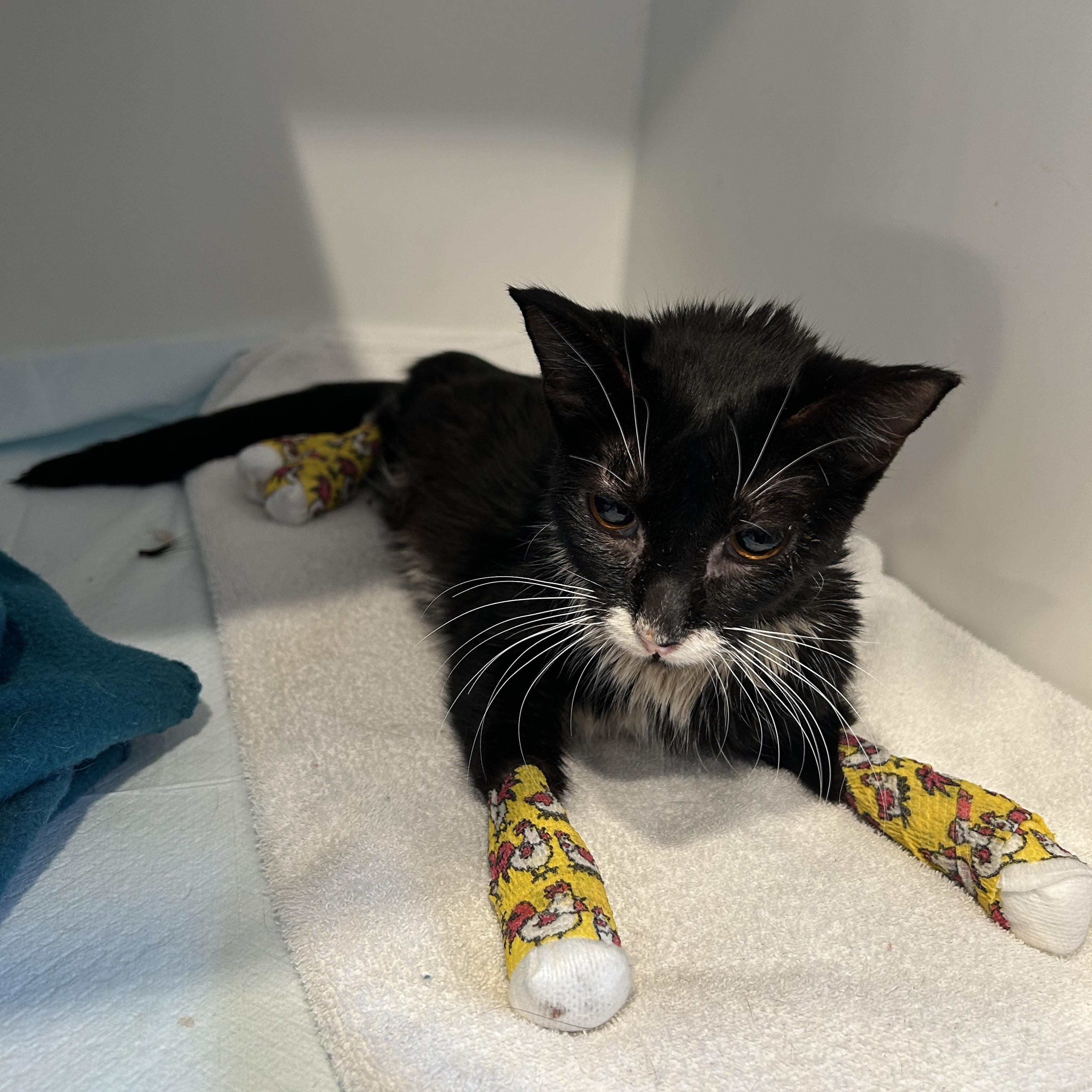 Enlarge Mika, a ADOPTABLE Domestic Short Hair in Grand Rapids, MI image 6/6
