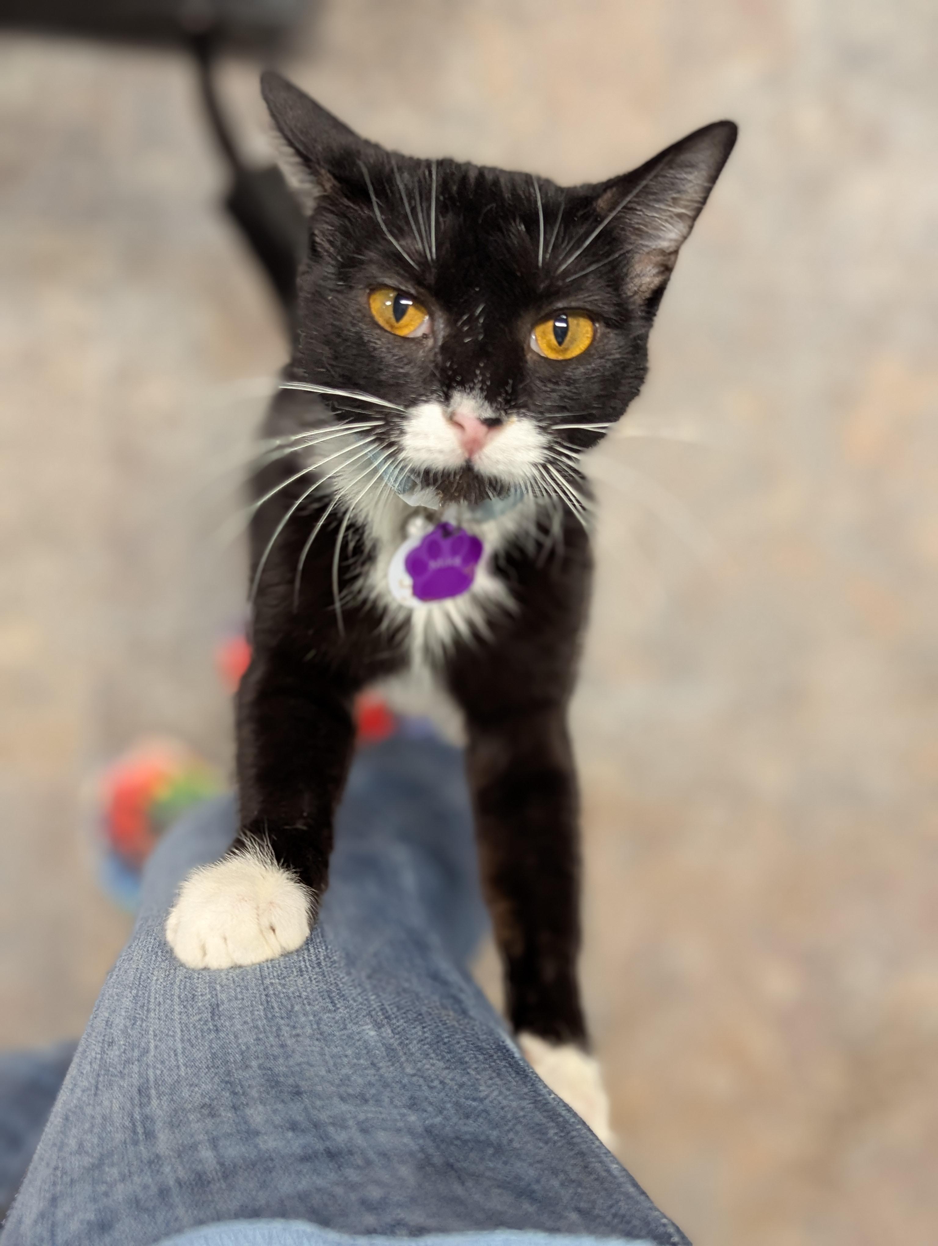 Enlarge Mika, a ADOPTABLE Domestic Short Hair in Grand Rapids, MI image 3/6