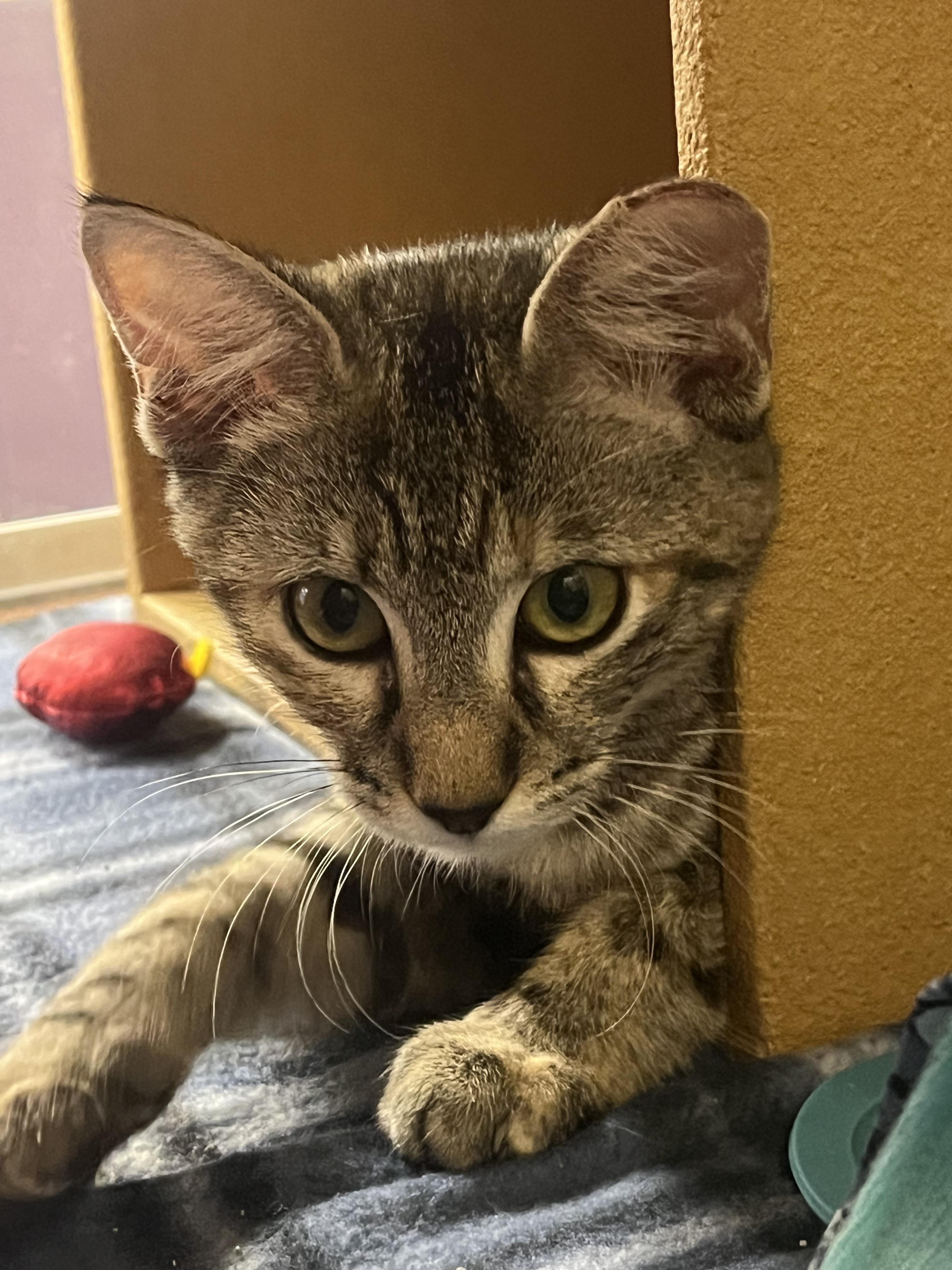 Jubilee, a Adoptable American Shorthair in Austin, TX image 2/2