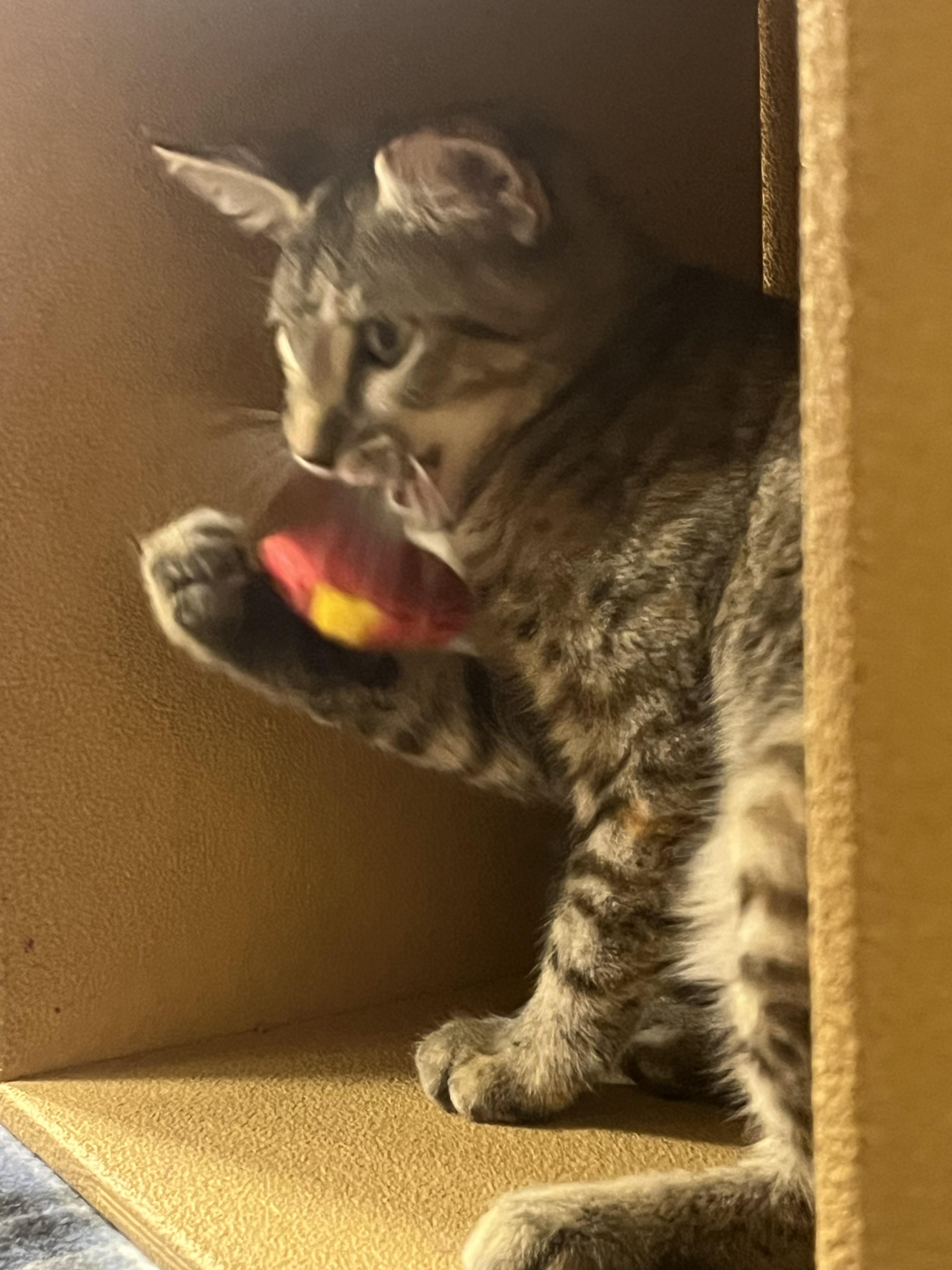 Jubilee, a Adoptable American Shorthair in Austin, TX image 1/2