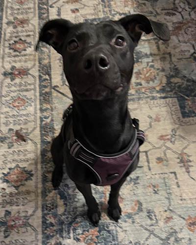 Rover, Adoptable, Adult Female Black Labrador Retriever.
