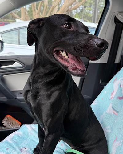 Rover, a Adoptable mixed breed in Lexington, SC image 2/4