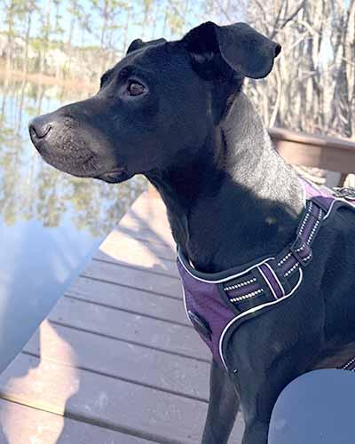 Rover, a Adoptable mixed breed in Lexington, SC image 3/4