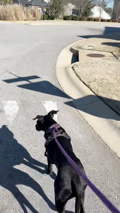 Enlarge Rover, a Adoptable mixed breed in Lexington, SC video 4/4