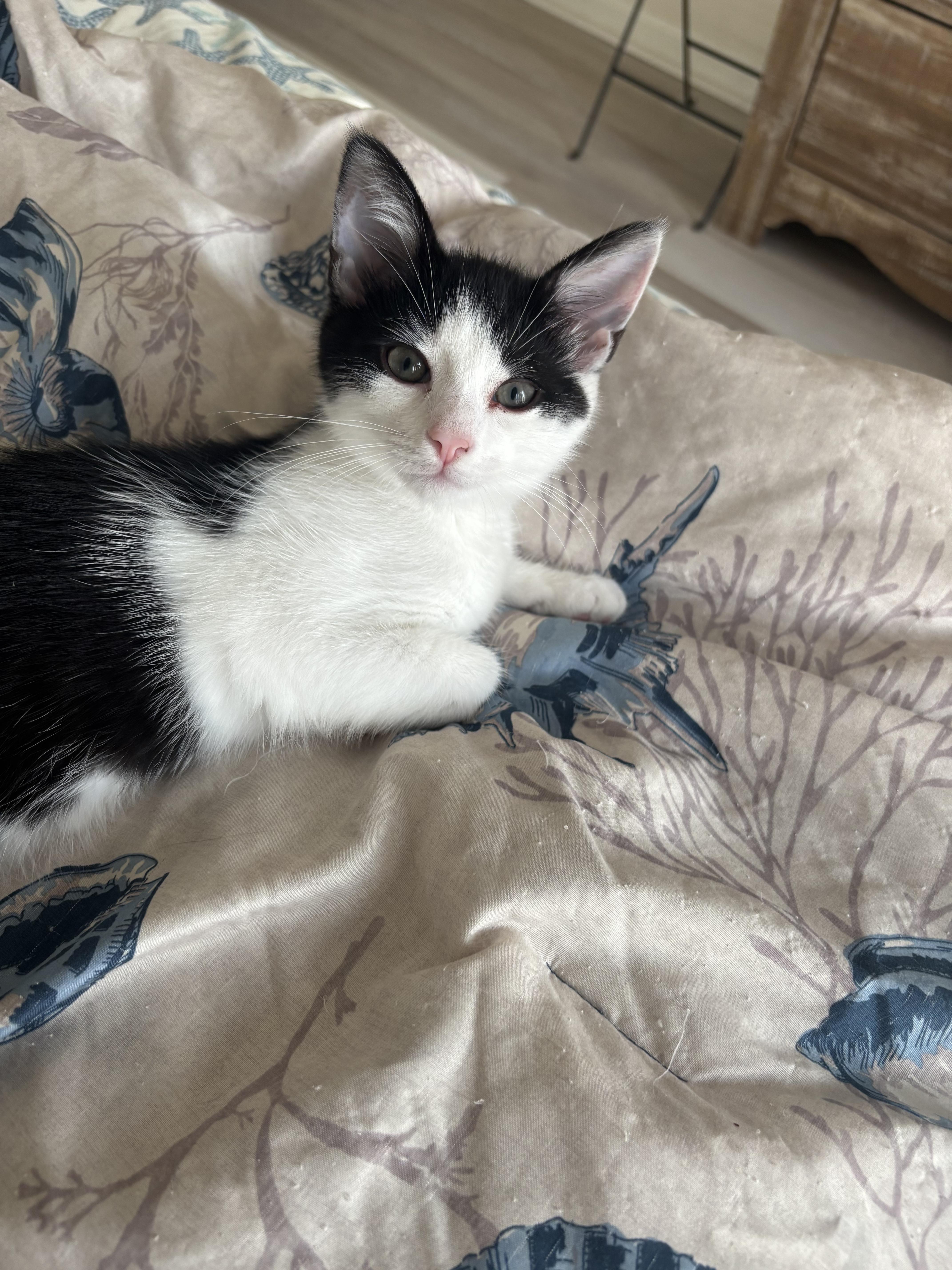 Enlarge Indie, a ADOPTABLE Domestic Short Hair in Warminster, PA image 1/6