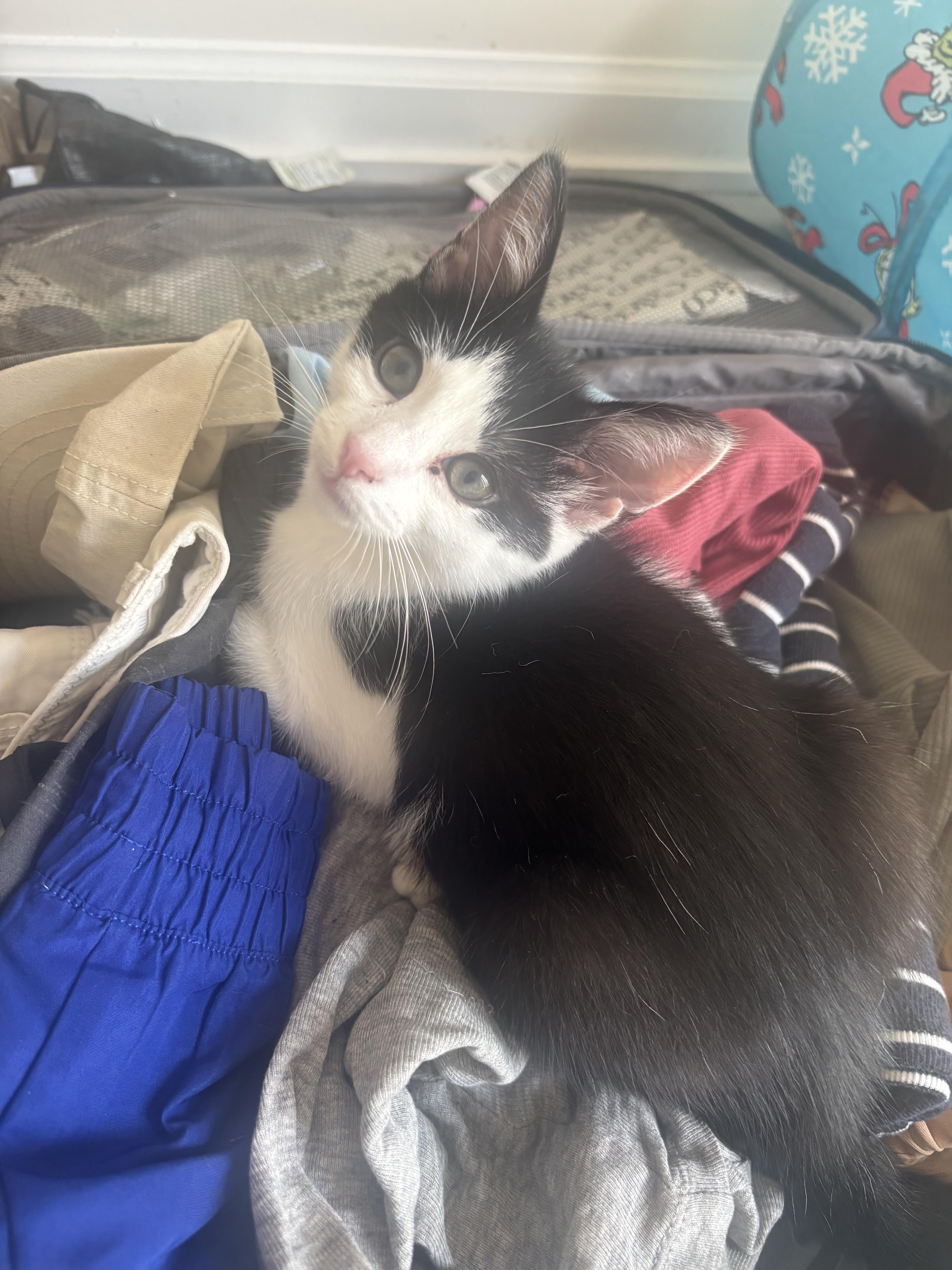 Enlarge Indie, a ADOPTABLE Domestic Short Hair in Warminster, PA image 3/6