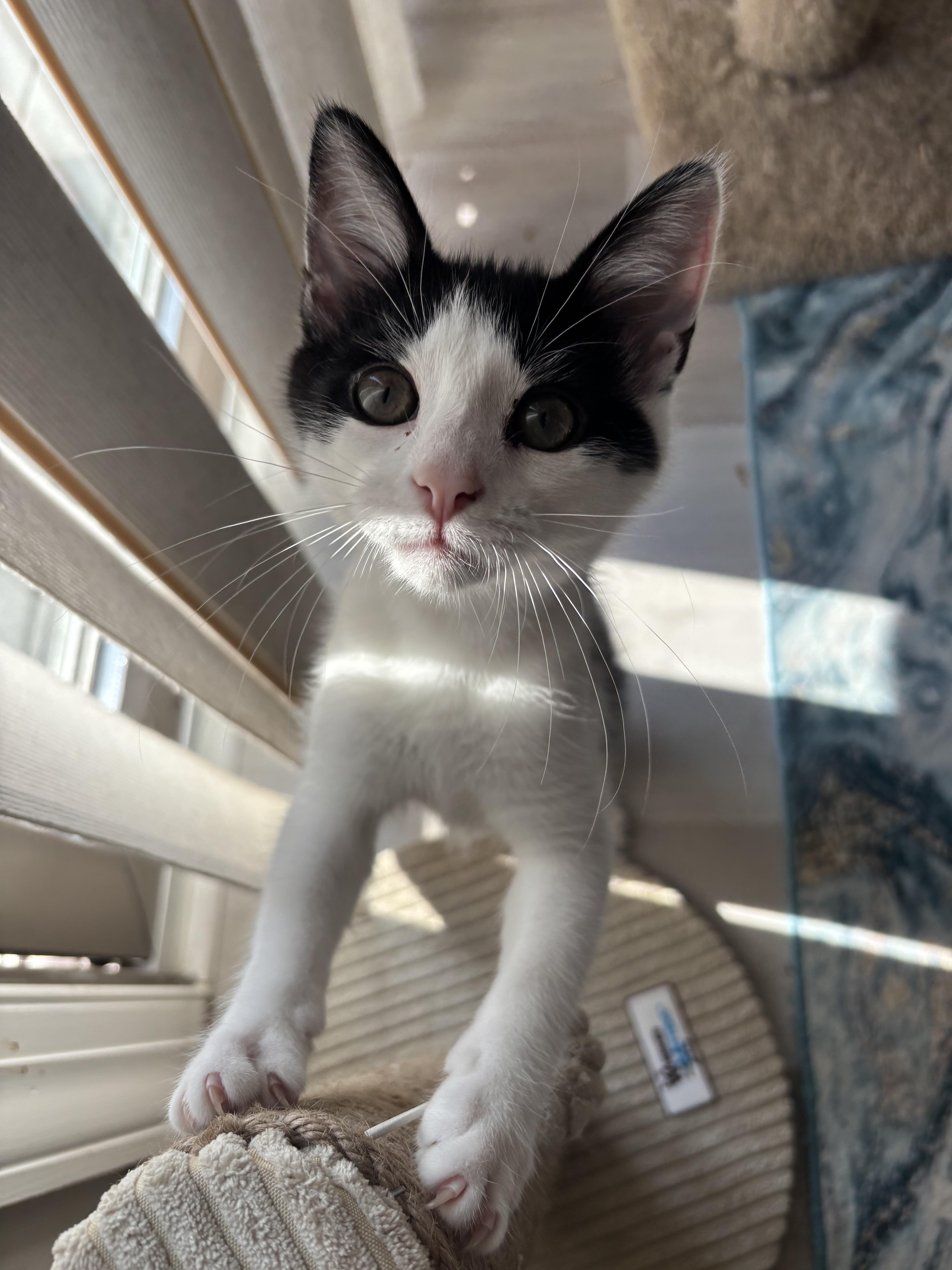 Enlarge Indie, a ADOPTABLE Domestic Short Hair in Warminster, PA image 5/6