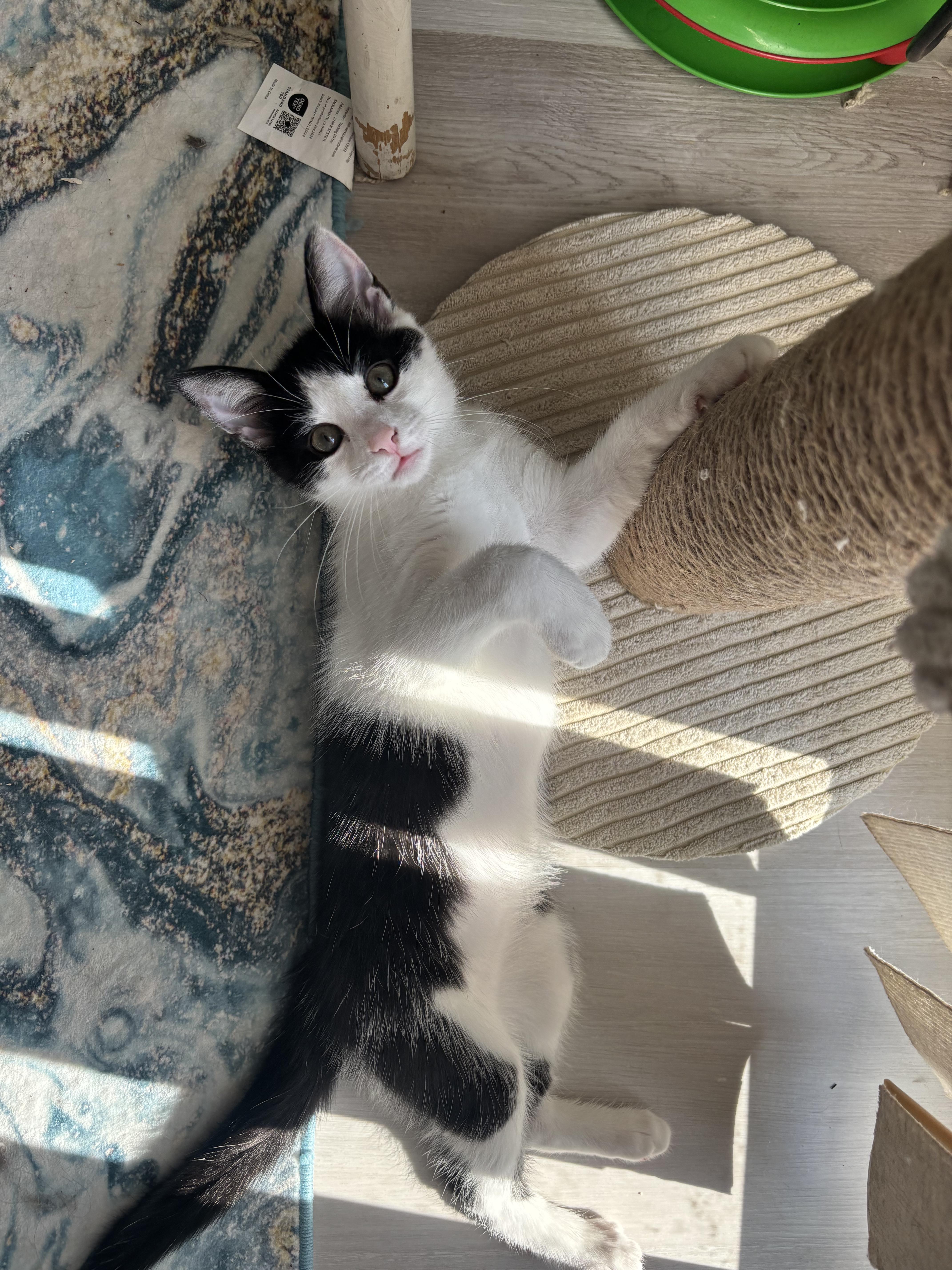 Enlarge Indie, a ADOPTABLE Domestic Short Hair in Warminster, PA image 4/6