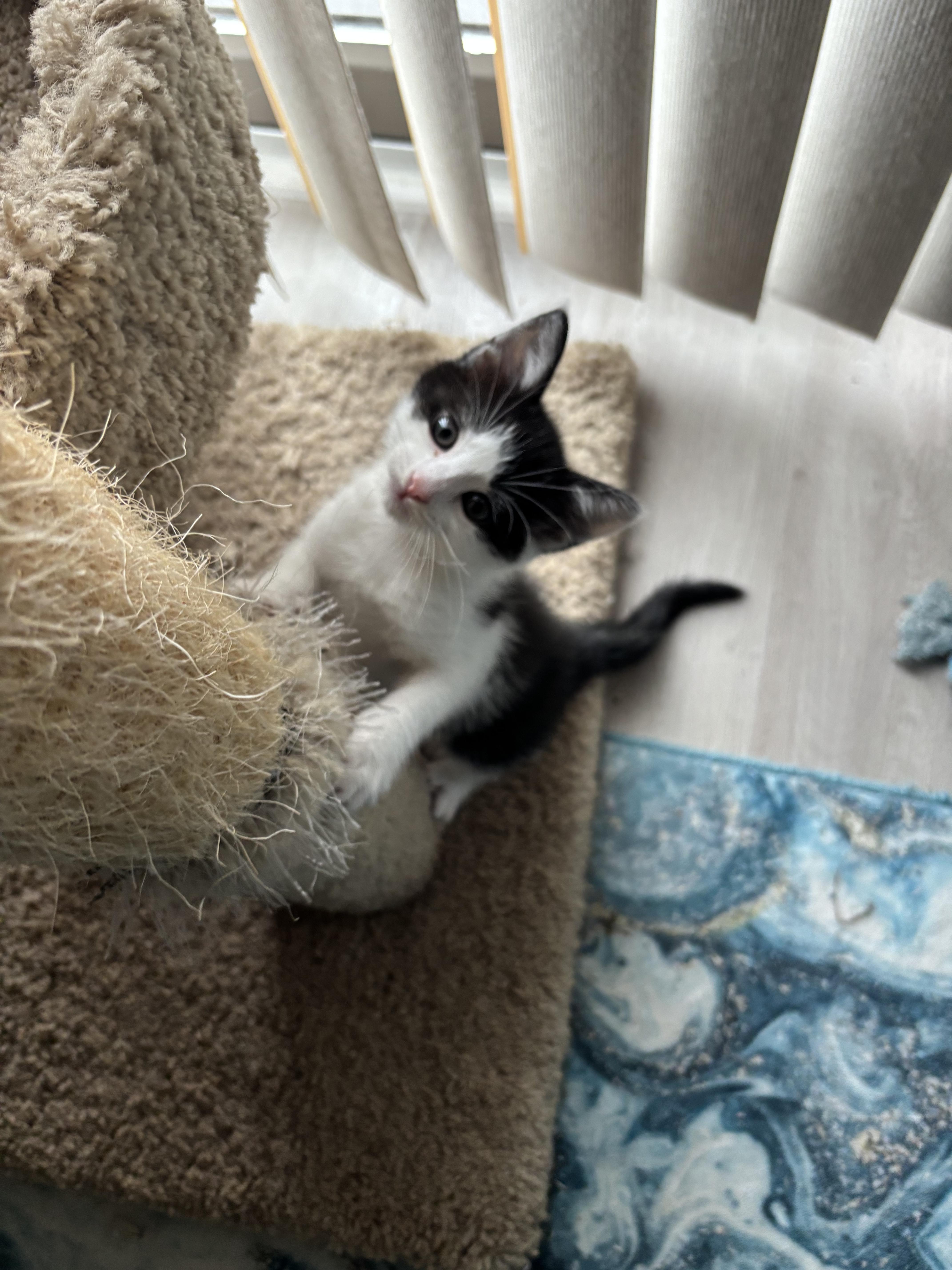 Enlarge Indie, a ADOPTABLE Domestic Short Hair in Warminster, PA image 2/6