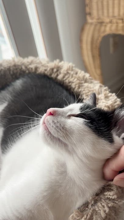 Enlarge Indie, a ADOPTABLE Domestic Short Hair in Warminster, PA video 6/6