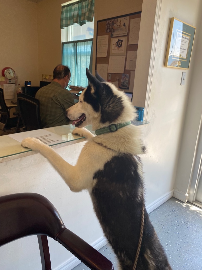 Adorable, easy Balto great husky fun fabulous photo 4