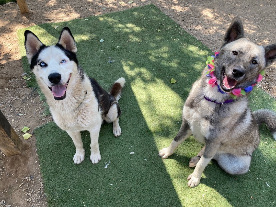 Adorable, easy Balto great husky fun fabulous photo 5