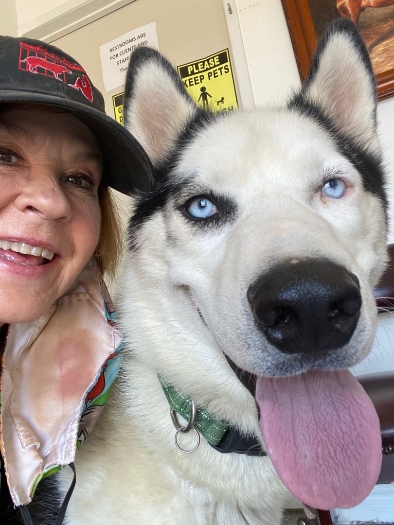 Adorable, easy Balto great husky fun fabulous photo 3