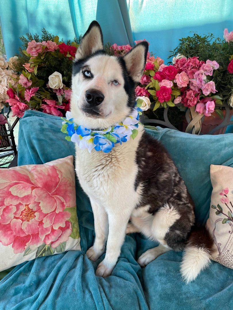 Adorable, easy Balto great husky fun fabulous, Young Male Siberian Husky