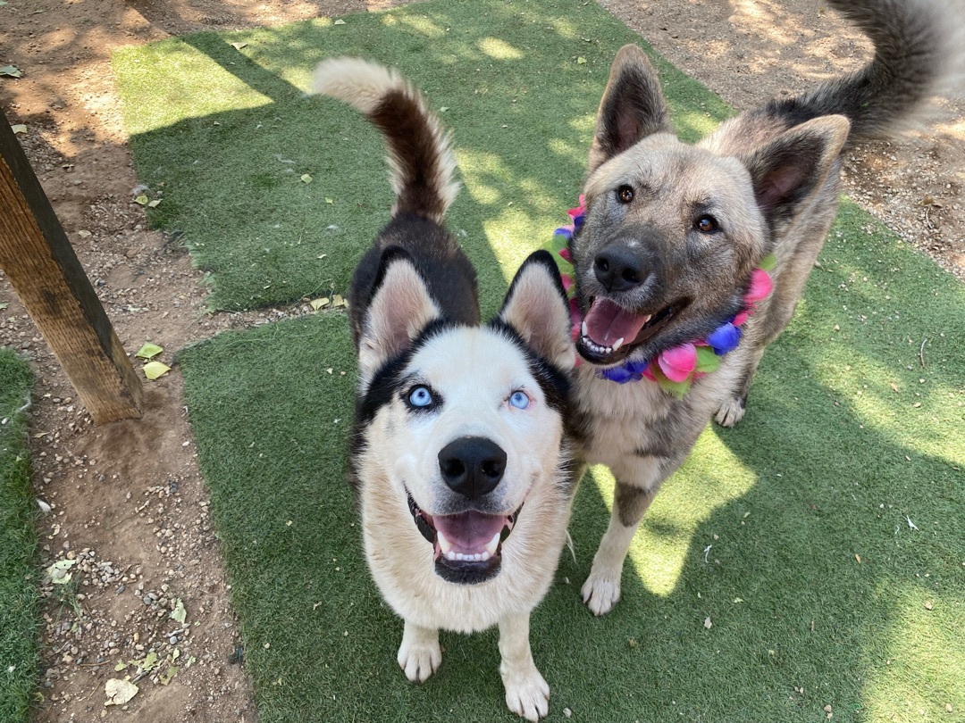Adorable, easy Balto great husky fun fabulous photo 2