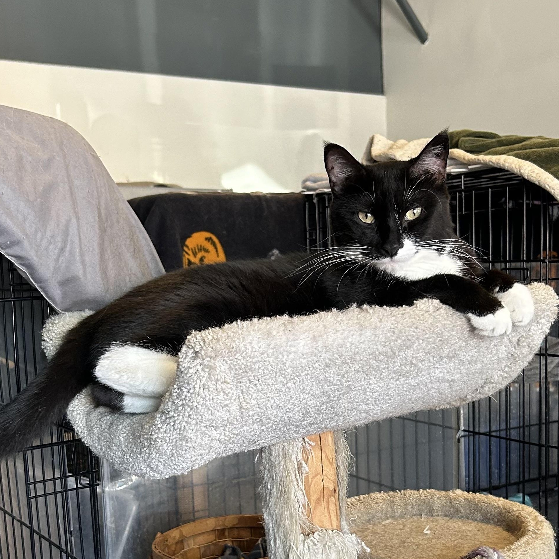 Bishop, Adoptable, Adult Male Domestic Short Hair.