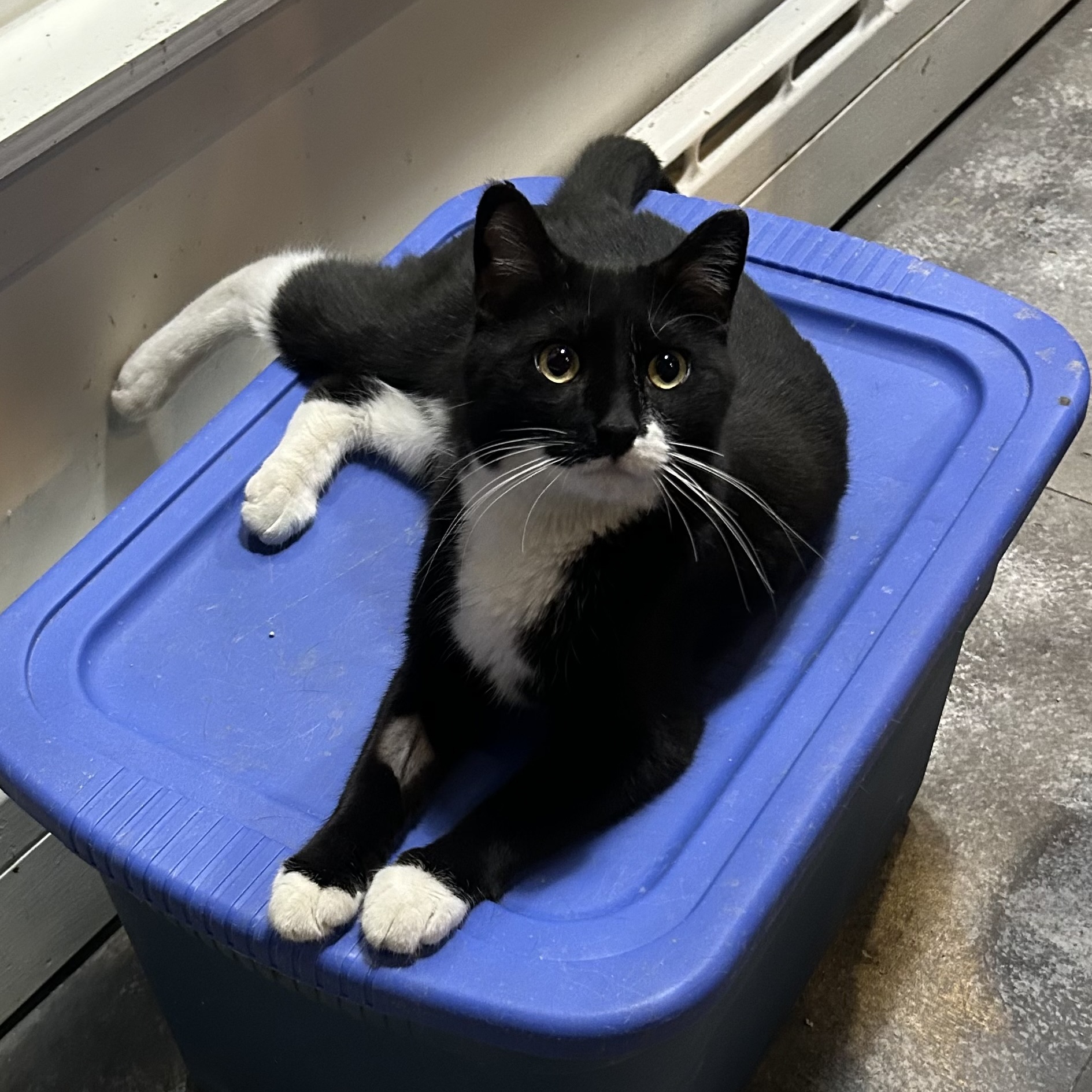 Bishop, a Adoptable Domestic Short Hair in Devils Lake, ND image 2/6