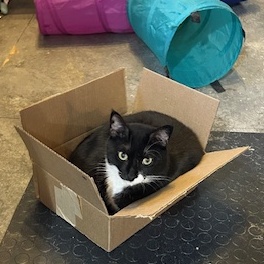 Bishop, an adoptable Domestic Short Hair in Devils Lake, ND, 58301 | Photo Image 4