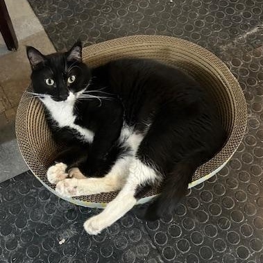 Bishop, a Adoptable Domestic Short Hair in Devils Lake, ND image 1/6