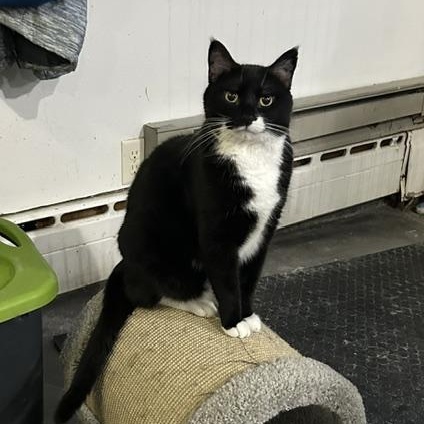 Enlarge Bishop, a Adoptable Domestic Short Hair in Devils Lake, ND image 1/6