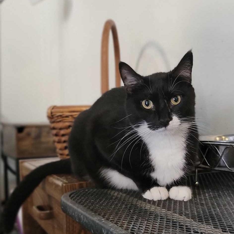 Bishop, a Adoptable Domestic Short Hair in Devils Lake, ND image 5/6