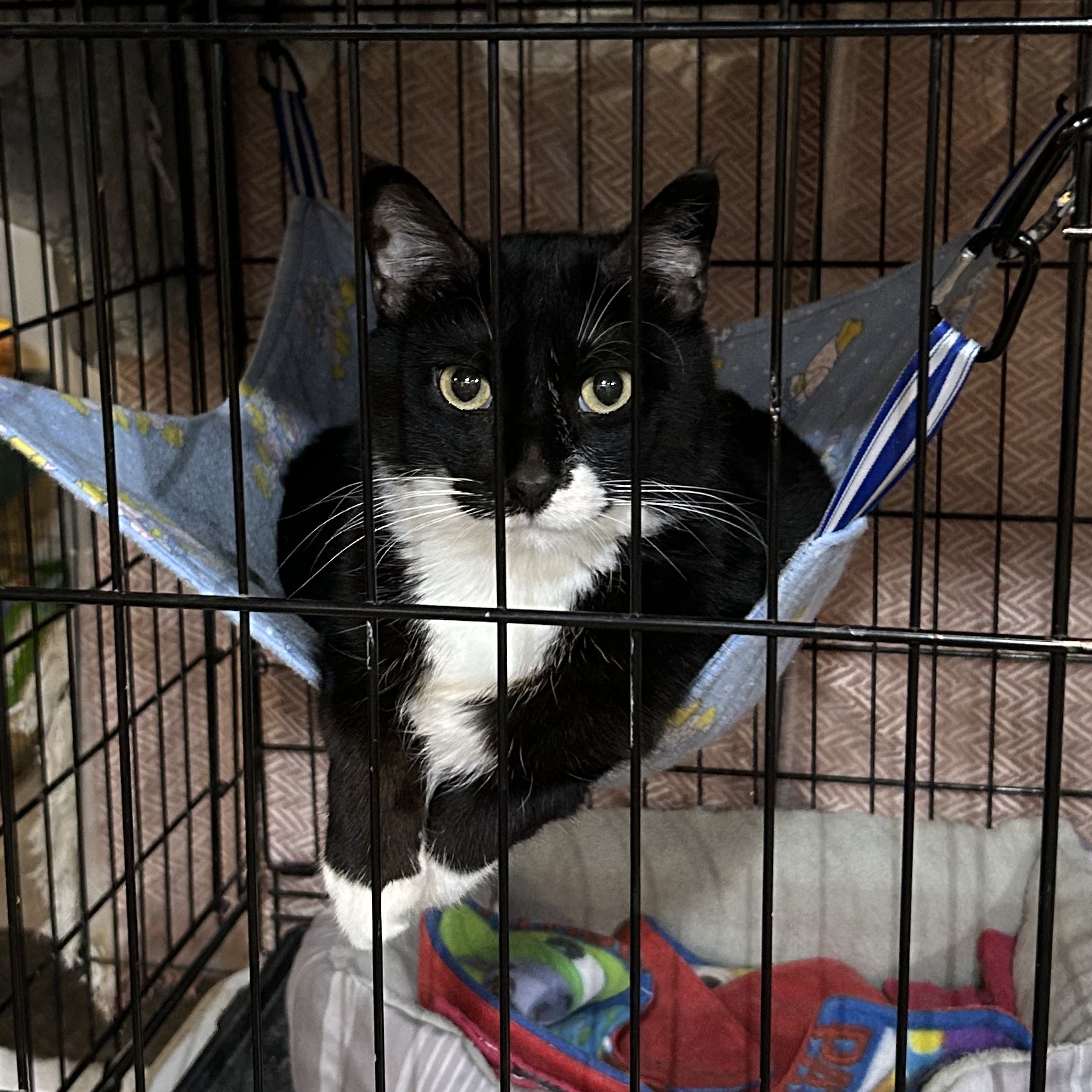 Bishop, a Adoptable Domestic Short Hair in Devils Lake, ND image 3/6