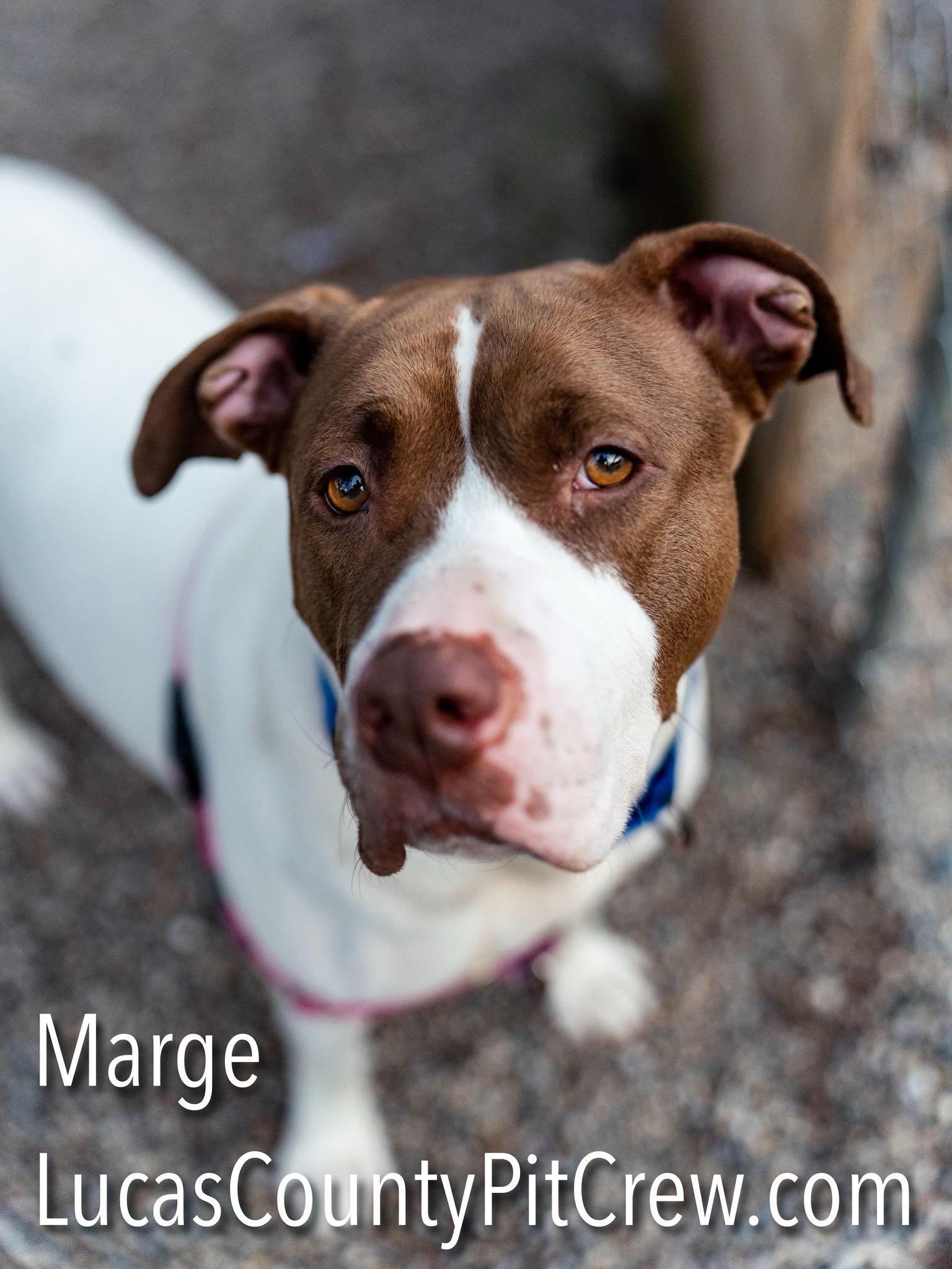 Enlarge Marge, a Adoptable mixed breed in Toledo, OH image 4/5