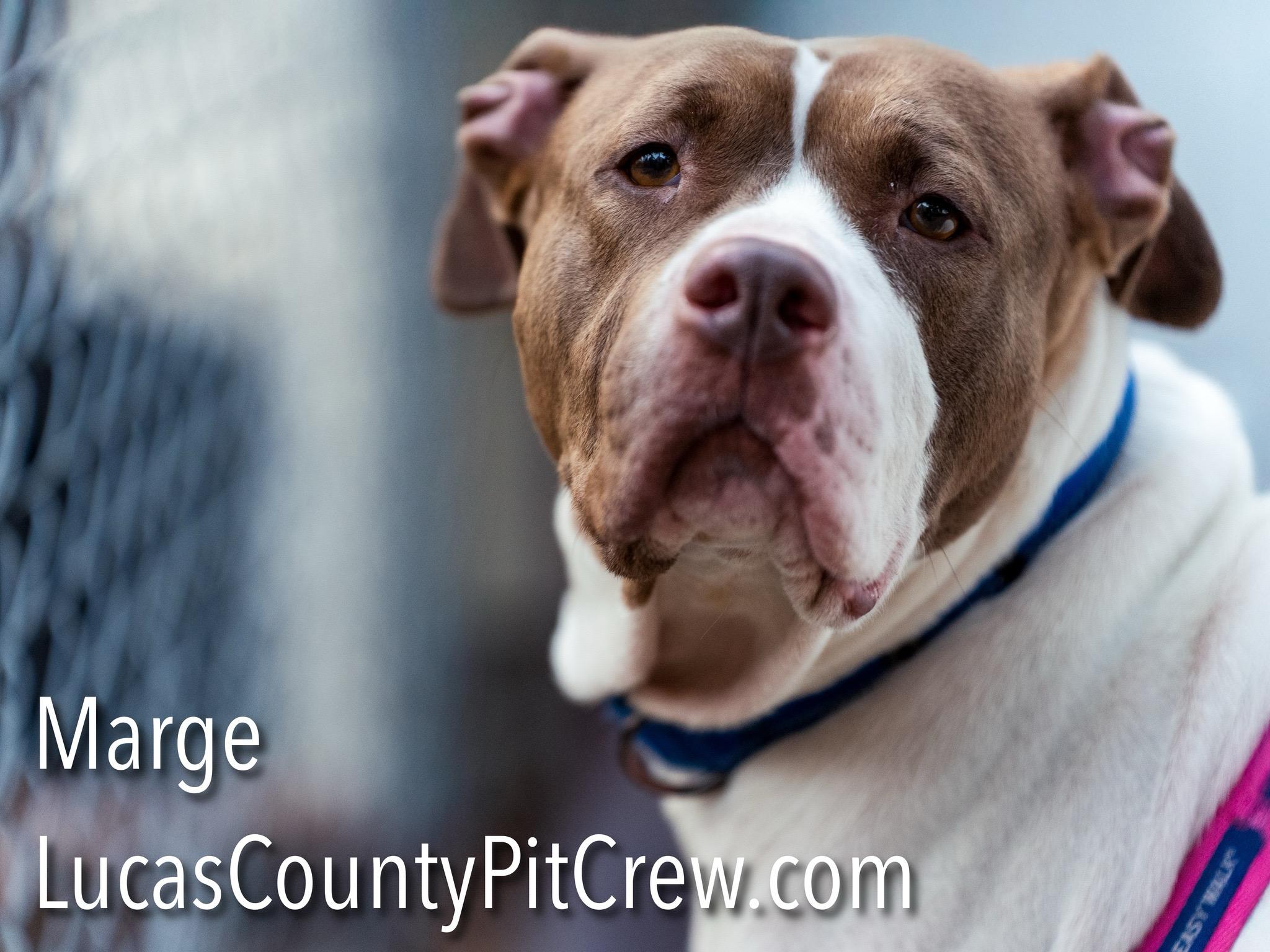 Enlarge Marge, a Adoptable mixed breed in Toledo, OH image 2/5