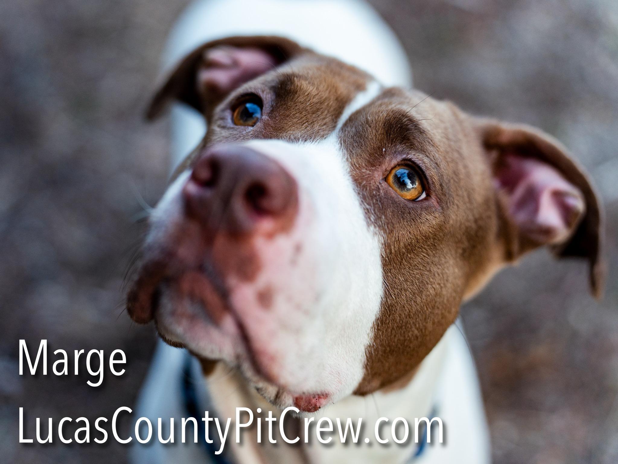 Marge, Adoptable, Adult Female American Staffordshire Terrier & American Bulldog.