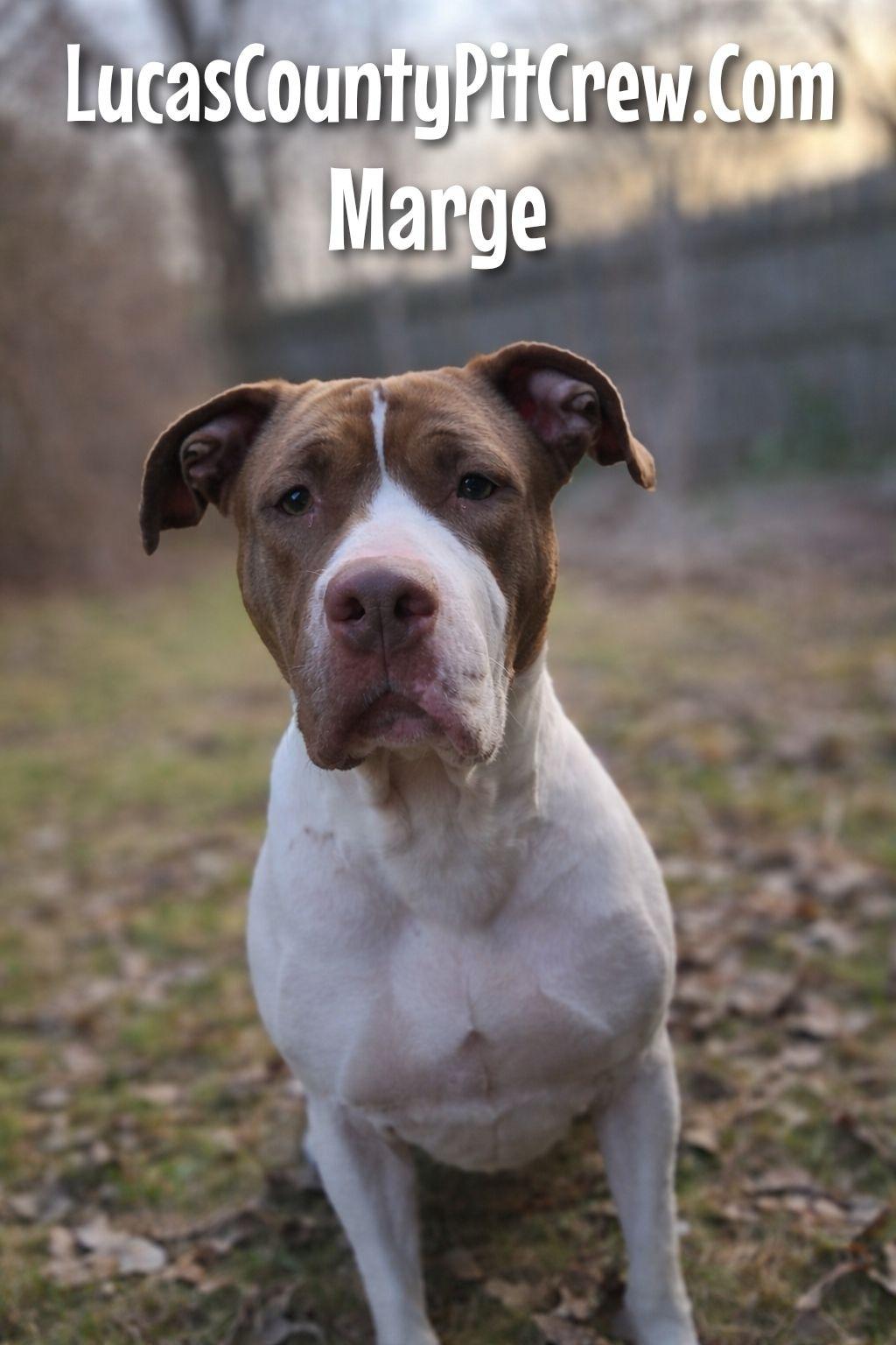 Enlarge Marge, a Adoptable mixed breed in Toledo, OH image 3/5