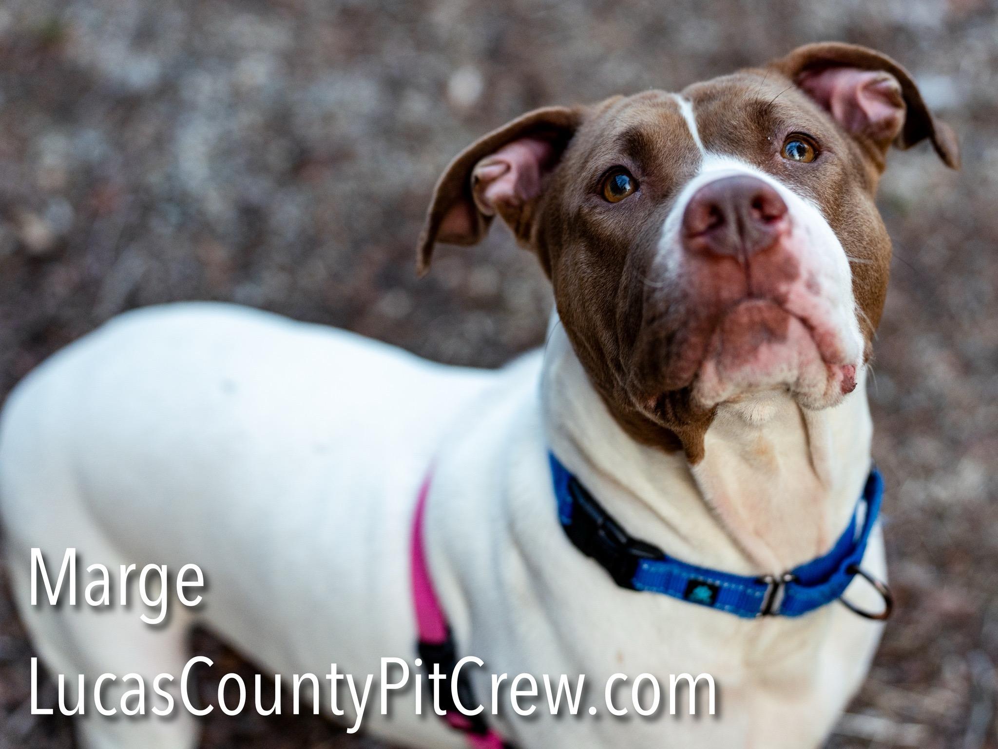 Enlarge Marge, a Adoptable mixed breed in Toledo, OH image 5/5