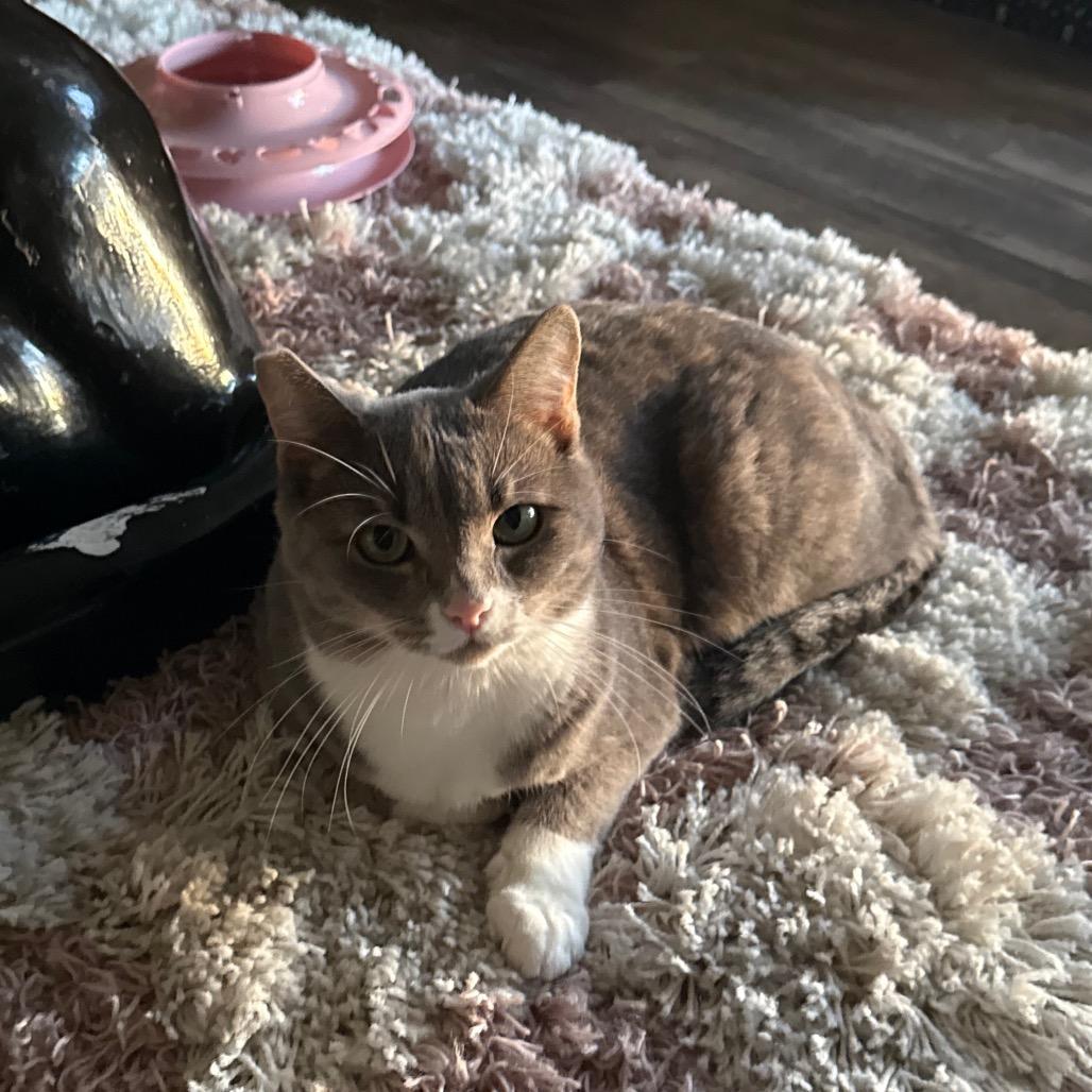 Pixie, Adoptable, Adult Female Domestic Short Hair.