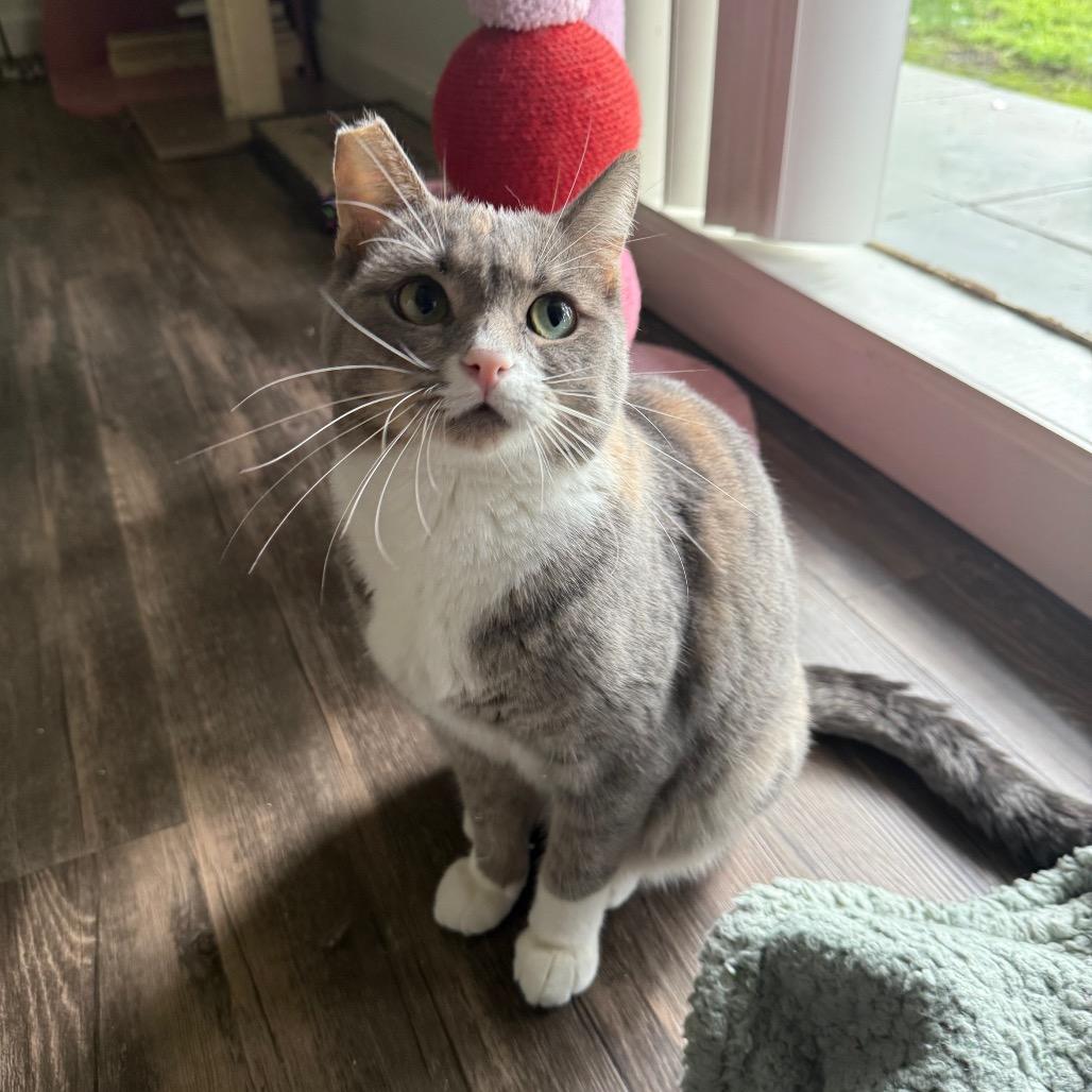 Enlarge Pixie, a Adoptable Domestic Short Hair in Morgan Hill, CA image 2/6