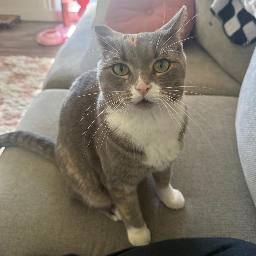 Enlarge Pixie, a Adoptable Domestic Short Hair in Morgan Hill, CA image 3/6