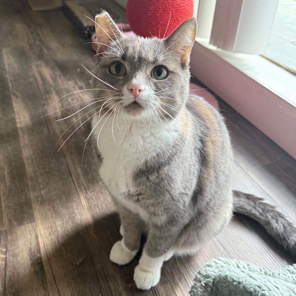 Enlarge Pixie, a Adoptable Domestic Short Hair in Morgan Hill, CA image 4/6