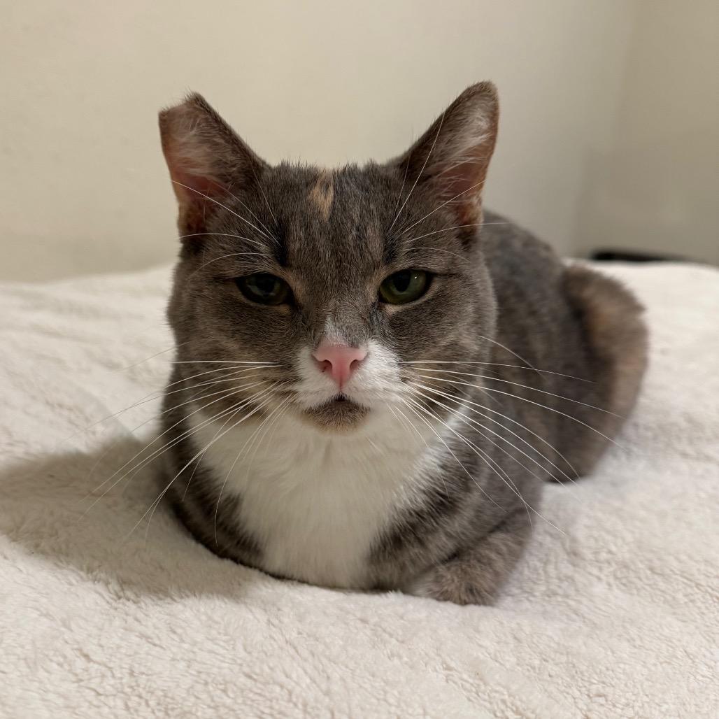 Enlarge Pixie, a Adoptable Domestic Short Hair in Morgan Hill, CA image 5/6