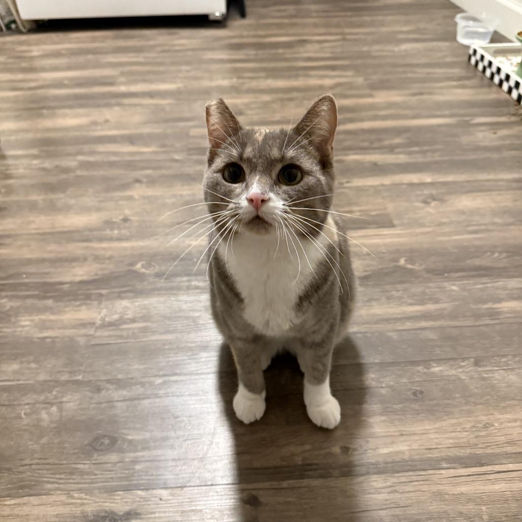 Enlarge Pixie, a Adoptable Domestic Short Hair in Morgan Hill, CA image 6/6