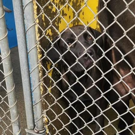 Enlarge Scarlet, an adopted Hound in Redding, CA image 1/1